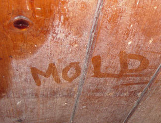 mold damage remediation and removal in Michigan