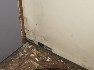 Roof Leak Repair and Mold Removal in Warren, MI