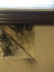 Mold Remediation in Office Building